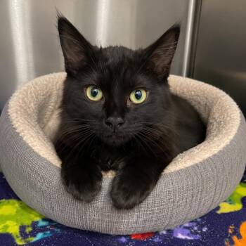 WILLIE NELSON -  Domestic Medium Hair Cat for Adoption in Cranston, Rhode Island - WILLIE NELSON | PetCurious