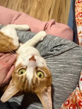 Domestic Short Hair Cats Available for Adoption - Tai (bonded With Airy) | PetCurious