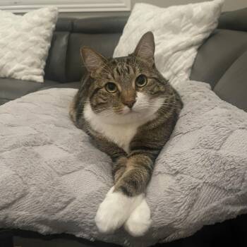 Domestic Short Hair Cats Available for Adoption in Los Angeles, California - Frenchie | PetCurious