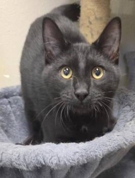 Archie -  Domestic Short Hair Cat for Adoption in Midland, Texas - Archie | PetCurious