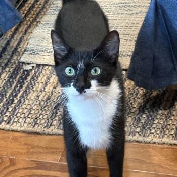 Candy -  Domestic Short Hair Cat Available for Adoption in Cranford, New Jersey - Candy | PetCurious