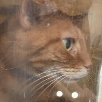 Rescue Domestic Short Hair Cats for Adoption in Philadelphia, Pennsylvania - Albert | PetCurious