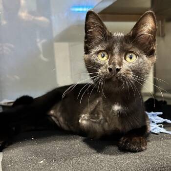 Flywheel -  Domestic Short Hair Cat for Adoption in Abilene, Texas - Flywheel | PetCurious