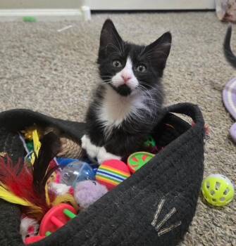 Rhysand -  Tuxedo Cat for Adoption in Mesa, Arizona - Rhysand | PetCurious