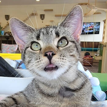 Rescue Domestic Short Hair Cats for Adoption in Durango, Colorado - Cass | PetCurious