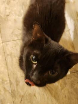 Domestic Short Hair Cats Available for Adoption - Dark Passenger | PetCurious