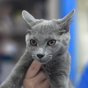 Gracie -  Domestic Short Hair Cat for Adoption in Huntsville, Alabama - Gracie | PetCurious