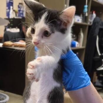 Dazzle -  Domestic Short Hair Cat for Adoption in Birmingham, Alabama - Dazzle | PetCurious