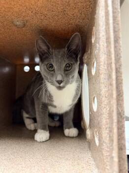 D.J. -  Domestic Short Hair Cat for Adoption in Sacramento, California - D.J. | PetCurious