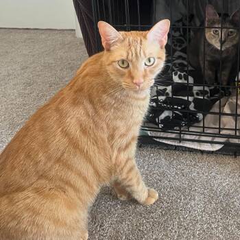 Jack (Bonded to Annabelle) -  Domestic Short Hair Cat for Adoption in Wilmington, Delaware - Jack (Bonded To Annabelle) | PetCurious