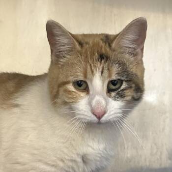 Domestic Short Hair Cats Available for Adoption - Peppermint | PetCurious