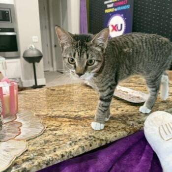 Snow -  Domestic Short Hair Cat for Adoption in Tampa, Florida - Snow | PetCurious