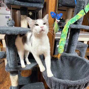 Raya -  Domestic Short Hair Cat for Adoption in Helena, Alabama - Raya | PetCurious