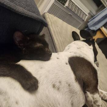 Toad -  Domestic Short Hair Cat for Adoption in South Elgin, Illinois - Toad | PetCurious