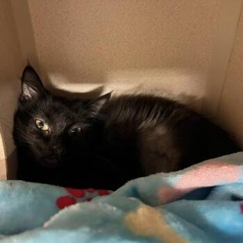 Sabrina -  Domestic Short Hair Cat Available for Adoption in New Hope, Pennsylvania - Sabrina | PetCurious