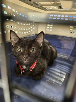 A138642 -  Domestic Short Hair Cat for Adoption in Palmetto, Florida - A138642 | PetCurious