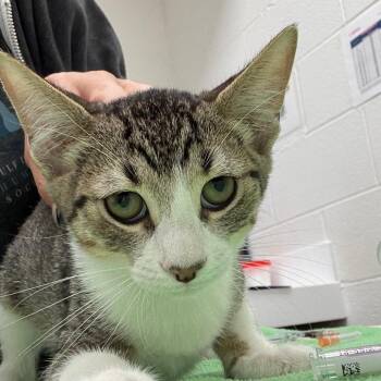 McShake -  Domestic Short Hair Cat for Adoption in Corpus Christi, Texas - McShake | PetCurious