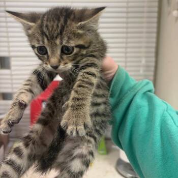 Marissa -  Domestic Short Hair Cat for Adoption in Pekin, Illinois - Marissa | PetCurious
