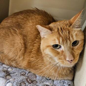 Cheddar -  Domestic Short Hair Cat for Adoption in Las Vegas, Nevada - Cheddar | PetCurious