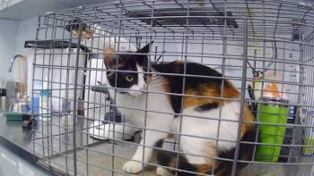ROSEMARY -  Domestic Short Hair Cat for Adoption in Charlotte, North Carolina - ROSEMARY | PetCurious