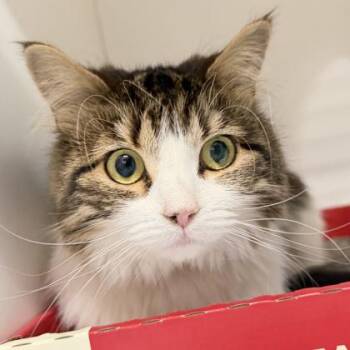 Domestic Long Hair and Domestic Short Hair Cats Available for Adoption - Zen | PetCurious