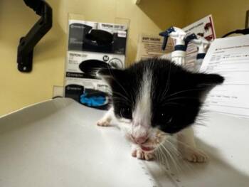 Domestic Short Hair Cats Available for Adoption in Fremont, California - A197815 | PetCurious