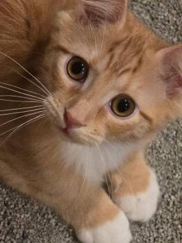Fezzik -  Domestic Medium Hair Cat for Adoption - Fezzik | PetCurious
