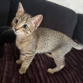 Jainie -  Domestic Short Hair Cat for Adoption in Las Cruces, New Mexico - Jainie | PetCurious