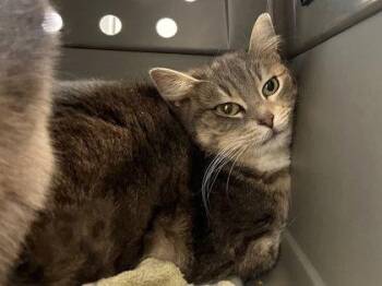 Domestic Short Hair Cats Available for Adoption - Hurricane | PetCurious