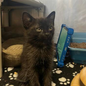 Muck -  Domestic Medium Hair Cat for Adoption in Houston, Texas - Muck | PetCurious