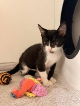 Isaac Mewton -  Domestic Short Hair Cat for Adoption in Savannah, Georgia - Isaac Mewton | PetCurious
