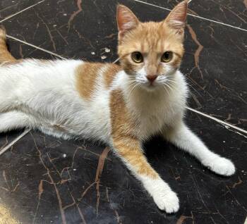 Moka -  American Wirehair Cat for Adoption in Brampton, Ontario - Moka | PetCurious