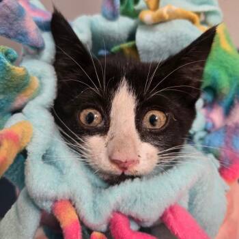 Basura -  Domestic Short Hair Cat for Adoption in Idaho Falls, Idaho - Basura | PetCurious
