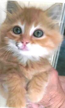 Sawyer -  Domestic Long Hair Cat for Adoption in Saint Clairsville, Ohio - Sawyer | PetCurious
