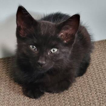 Rescue Domestic Short Hair Cats for Adoption in Southgate, Michigan - Star | PetCurious