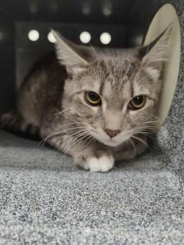 Rescue Domestic Short Hair Cats for Adoption in Fruit Heights, Utah - Rolex | PetCurious