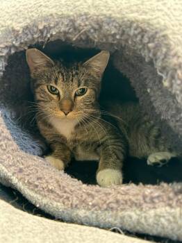 Domestic Short Hair Cats Available for Adoption in Fort Collins, Colorado - Blue Skies | PetCurious