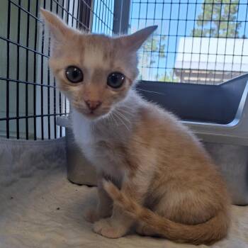 Alto -  American Shorthair Cat for Adoption in Freeport, Florida - Alto | PetCurious