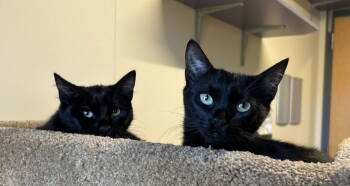 Rescue Domestic Short Hair Cats for Adoption in Arlington, Vermont - Sophie & Sadie | PetCurious