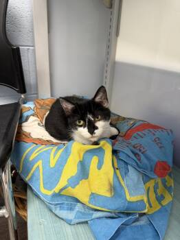 Domestic Short Hair Cats Available for Adoption - Jem | PetCurious