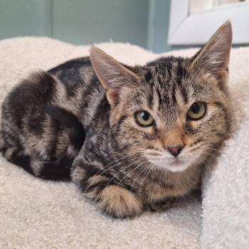 Saltine -  Domestic Short Hair Cat for Adoption in Attica, New York - Saltine | PetCurious