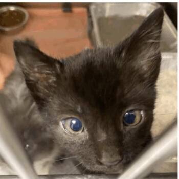 Domestic Short Hair Cats Available for Adoption - Hayes | PetCurious