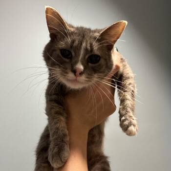 Marriott -  Domestic Medium Hair Cat for Adoption in Chattanooga, Tennessee - Marriott | PetCurious