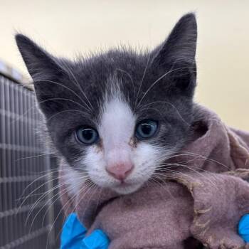 Provolone -  Domestic Short Hair Cat for Adoption in West Palm Beach, Florida - Provolone | PetCurious