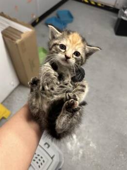 ENGLICA -  Domestic Short Hair Cat for Adoption in Casper, Wyoming - ENGLICA | PetCurious