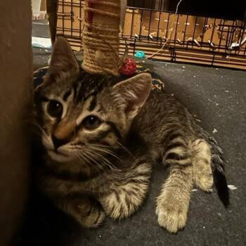 Lucas (12 weeks) -  Domestic Medium Hair Cat for Adoption in Los Angeles, California - Lucas (12 Weeks) | PetCurious