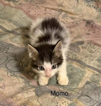 Momo -  Domestic Short Hair Cat for Adoption in Safety Harbor, Florida - Momo | PetCurious