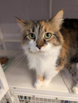 Calico and Domestic Medium Hair Cats Available for Adoption - Rosita | PetCurious
