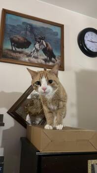 Domestic Short Hair and Tabby Cats Available for Adoption in New York, New York - Arlequin *foster Needed* | PetCurious