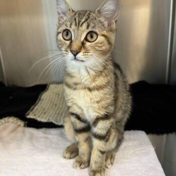 Raven -  Domestic Short Hair Cat for Adoption in Mississauga, Ontario - Raven | PetCurious